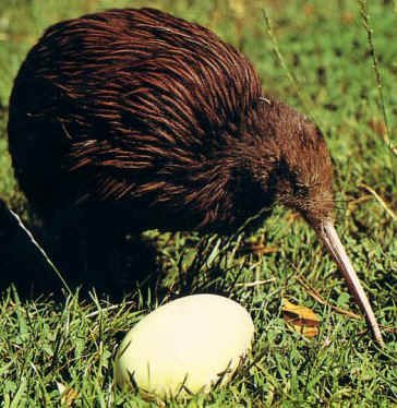 Kiwi egg