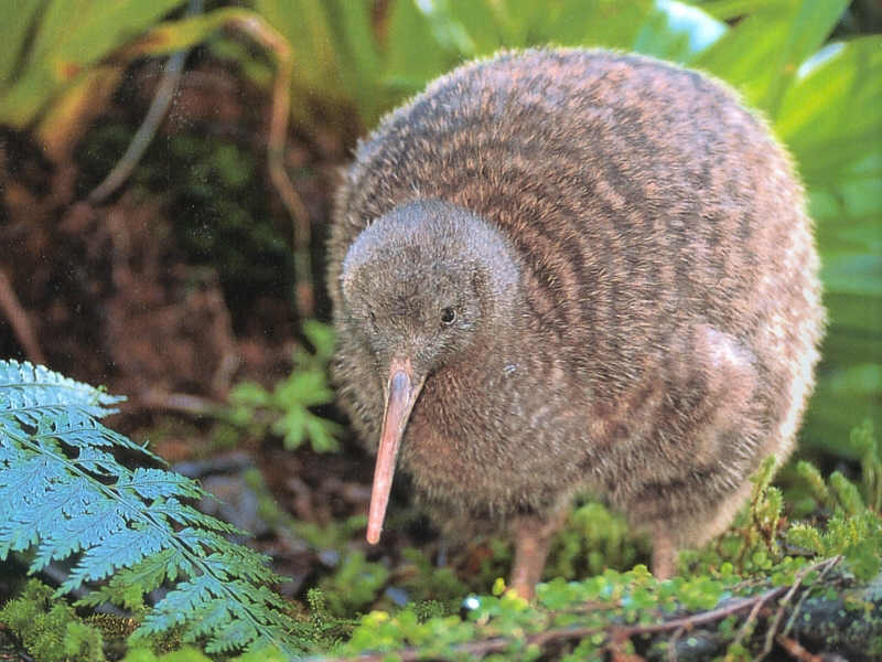 Kiwi bird /Descrizione