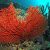 Il ritorno della cernia e del corallo a Portofino