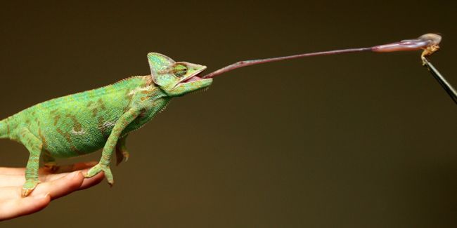 Lingua retrattile e appiccicosa del camaleonte