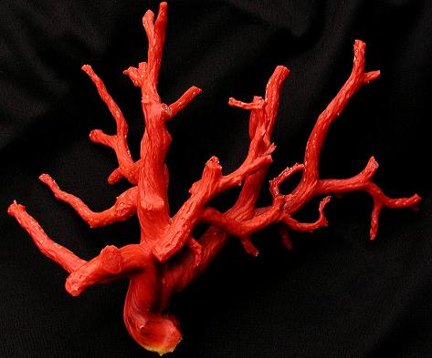 Il corallo rosso