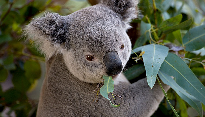 koala_ecalypt