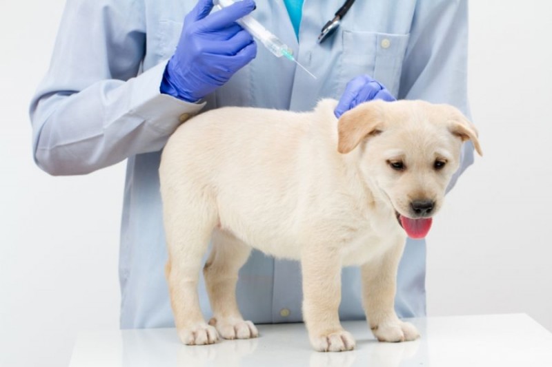 Vaccinazione del cane / Guida pratica