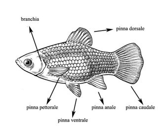 anatomia pesce rosso