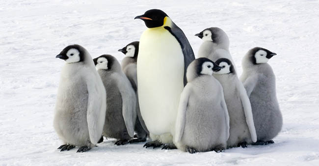 pinguino_imperatore