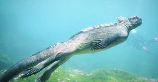 iguana-marina-comiendo-algas-galapagos-banner