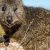 Quokka, il simpatico wallaby / Descrizione