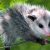 Opossum / Descrizione Animale