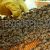 Tesoro delle api / Un bene inestimabile