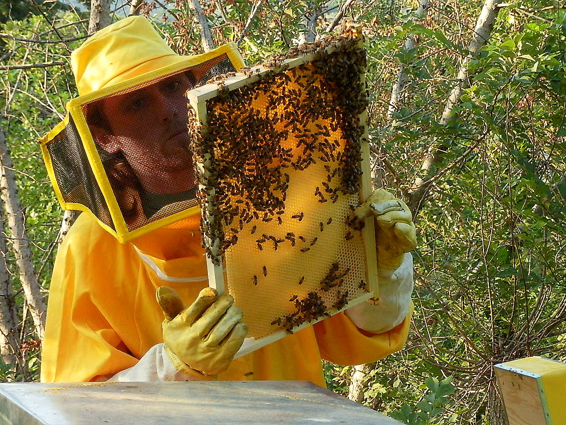 Un apicoltore intento nel controllo / Il tesoro delle api