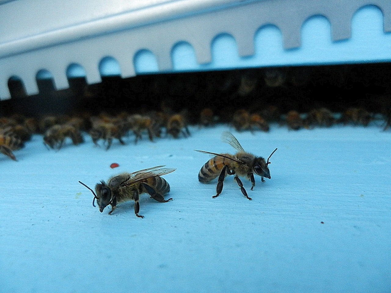 Due api guardiane / Il tesoro delle api