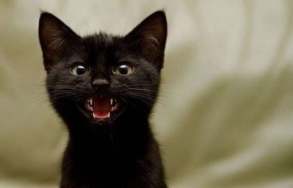 gattino-nero