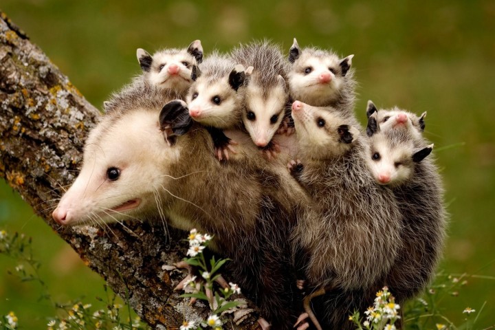 opossum-e1426286332195