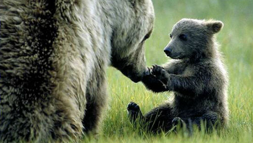 orso-mamma-cucciolo