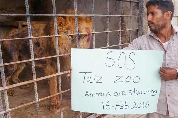 yemen-zoo-taiz-starvation-animals-3
